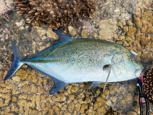 カスミアジの釣果