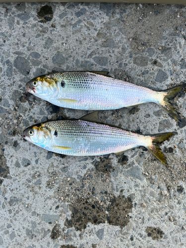 コノシロの釣果