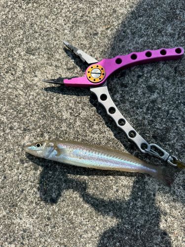 キスの釣果