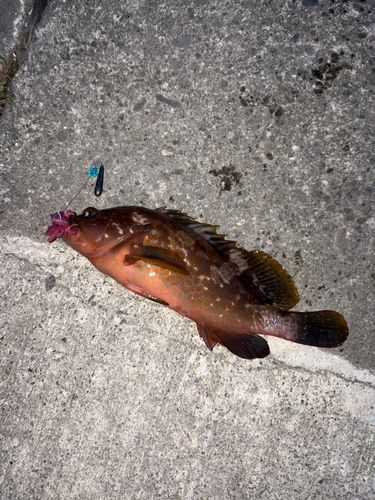 キジハタの釣果