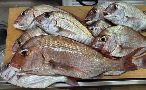 マダイの釣果