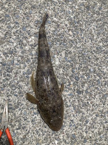 コチの釣果
