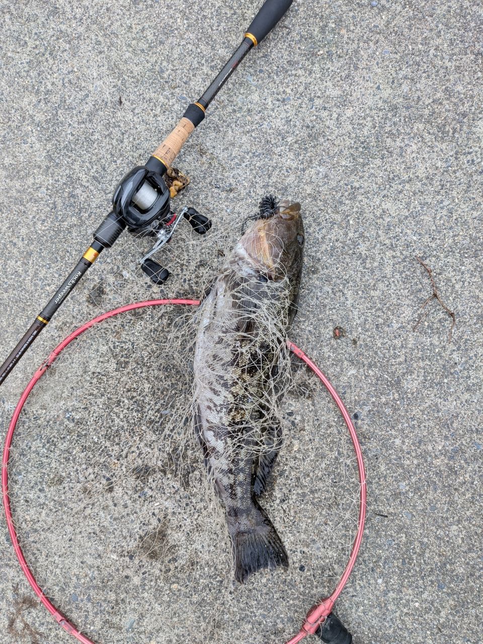 AbuGarcia ロックスイーパー キジハタ NRC-842M-H Kizihata-SP-KRの最