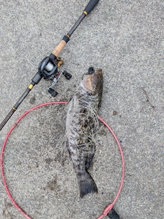 アイナメの釣果