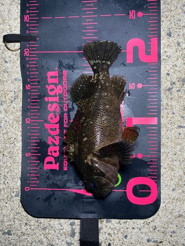ムラソイの釣果