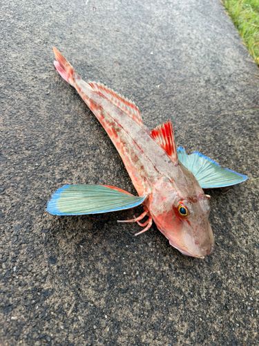 ホウボウの釣果