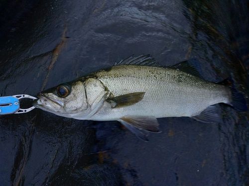 ヒラスズキの釣果