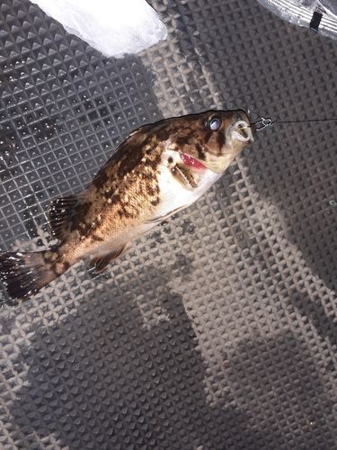 ソイの釣果