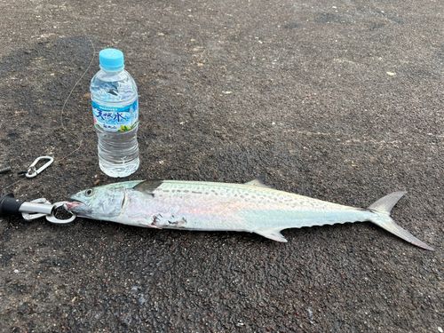サゴシの釣果