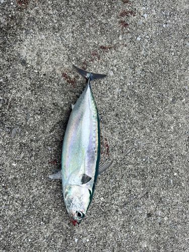 ソウダガツオの釣果