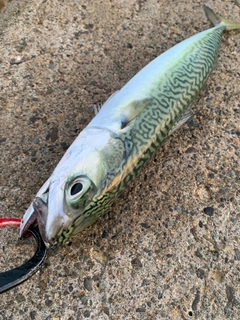 サバの釣果