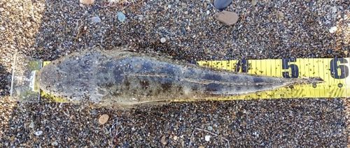 マゴチの釣果