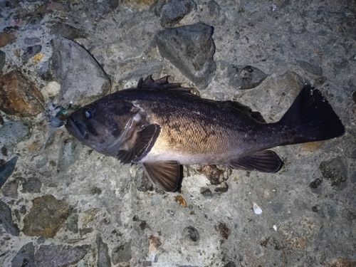 ソイの釣果