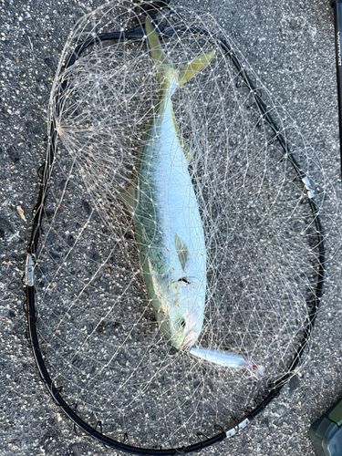 イナダの釣果