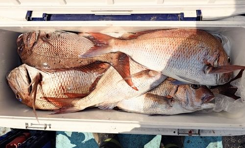 マダイの釣果