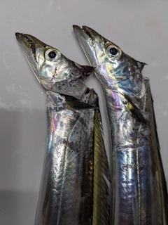 タチウオの釣果