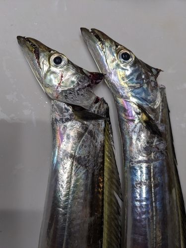 タチウオの釣果