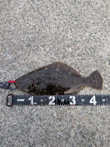 ヒラメの釣果