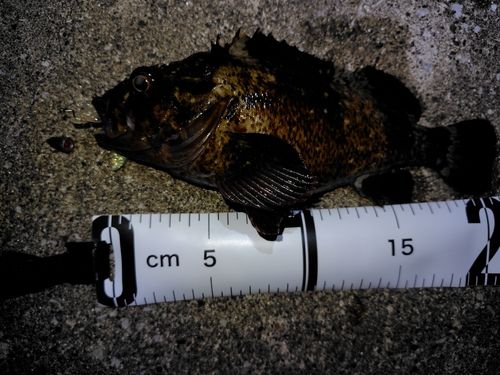 ムラソイの釣果