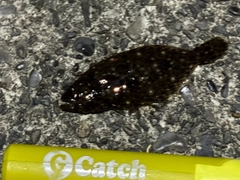 ソゲの釣果