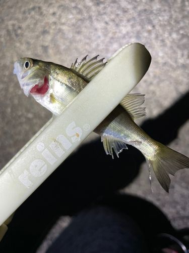 セイゴ（ヒラスズキ）の釣果