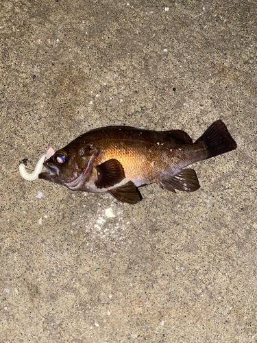 釣果