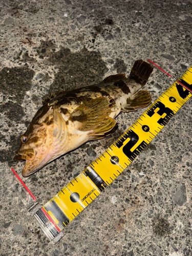タケノコメバルの釣果