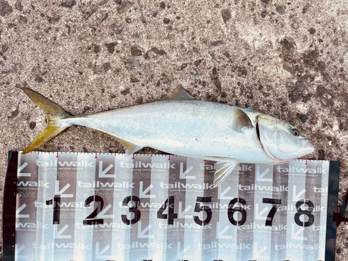 ブリの釣果