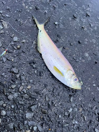 マルアジの釣果