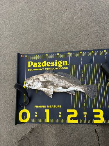 ニベの釣果