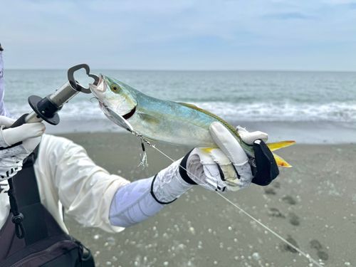 ワカシの釣果