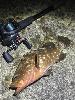 キジハタの釣果