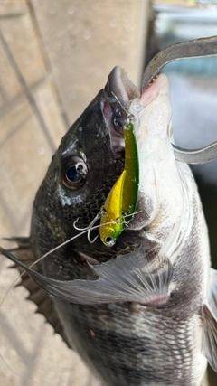 クロダイの釣果