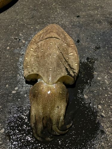 コウイカの釣果