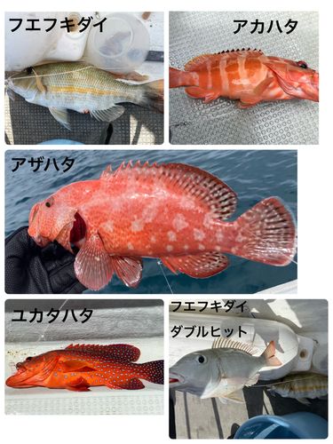 アカハタの釣果