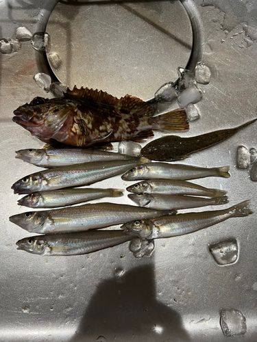 キスの釣果