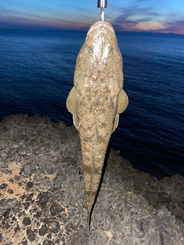 マゴチの釣果