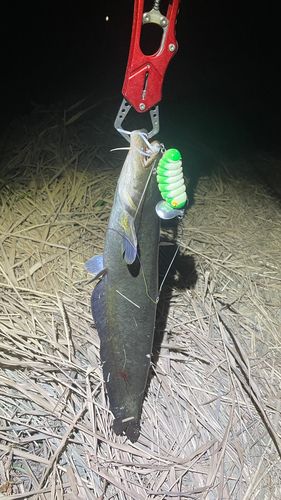 ナマズの釣果