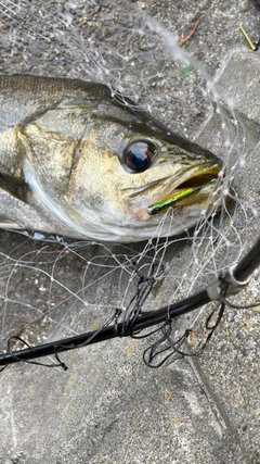 スズキの釣果