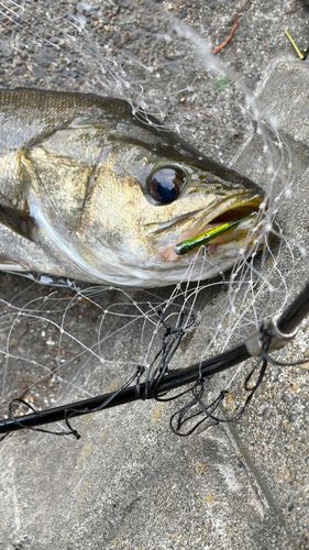 スズキの釣果