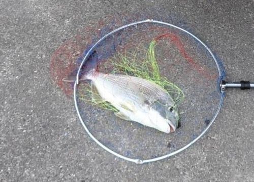 ヘダイの釣果
