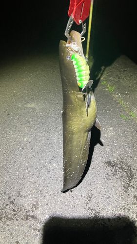 ナマズの釣果