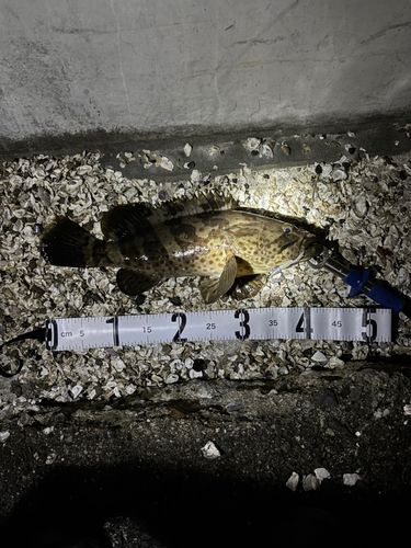 チャイロマルハタの釣果