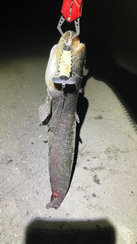 ナマズの釣果