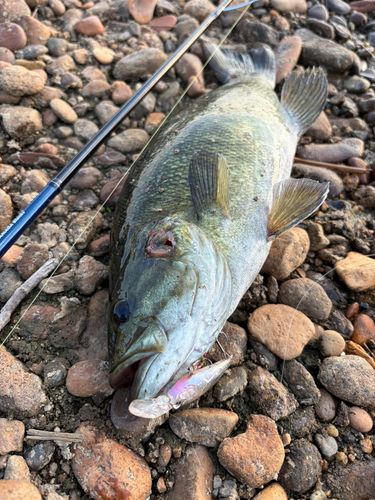 スモールマウスバスの釣果