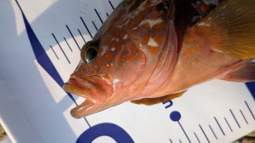 キジハタの釣果