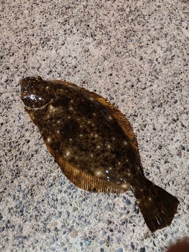 ソゲの釣果