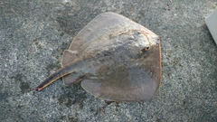エイの釣果