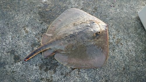 エイの釣果