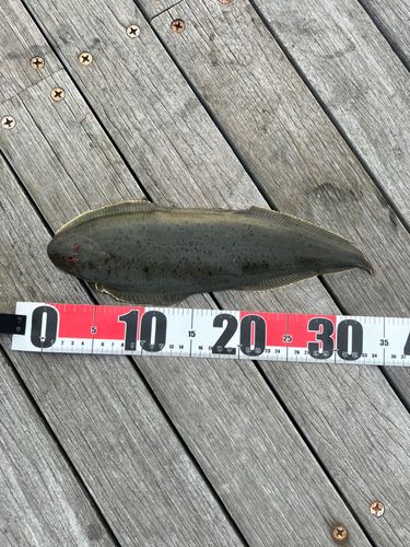 シタビラメの釣果